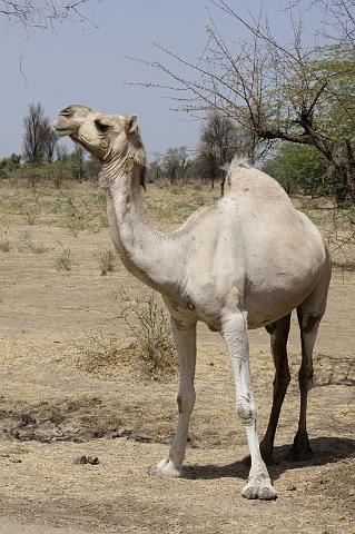 209 Onderweg naar Ranakpur.jpg